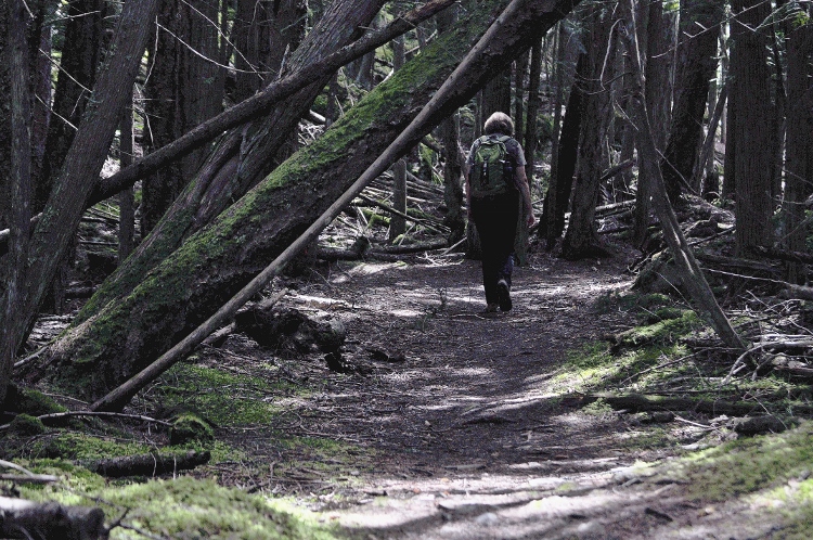 lighthouse trail through old forest